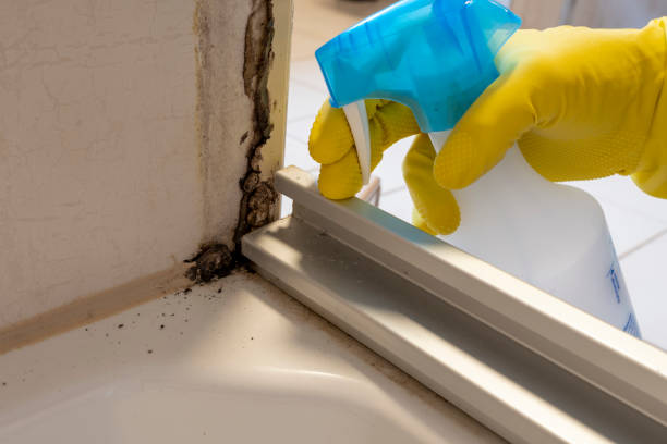 Home Mold Removal in Cattaraugus, NY