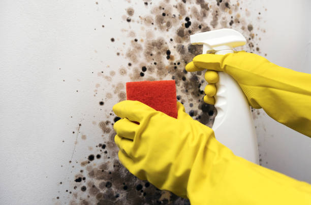 Best Residential Mold Removal  in Cattaraugus, NY