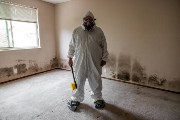 Best Mold Damage Repair  in Cattaraugus, NY