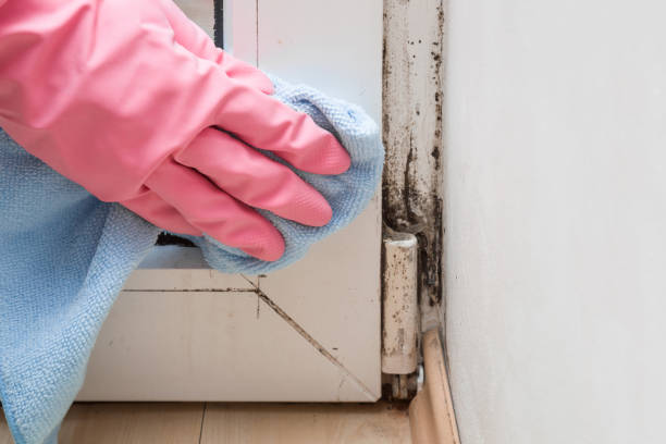 Best Emergency Mold Removal  in Cattaraugus, NY