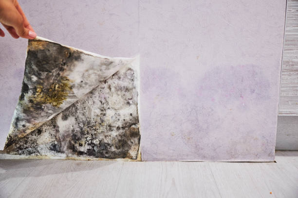 Best Black Mold Removal  in Cattaraugus, NY